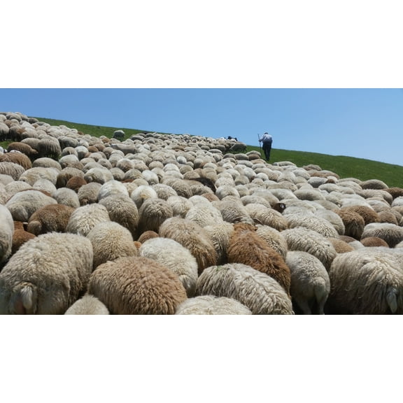 2.5LB Hand washed natural wool (no chemical)