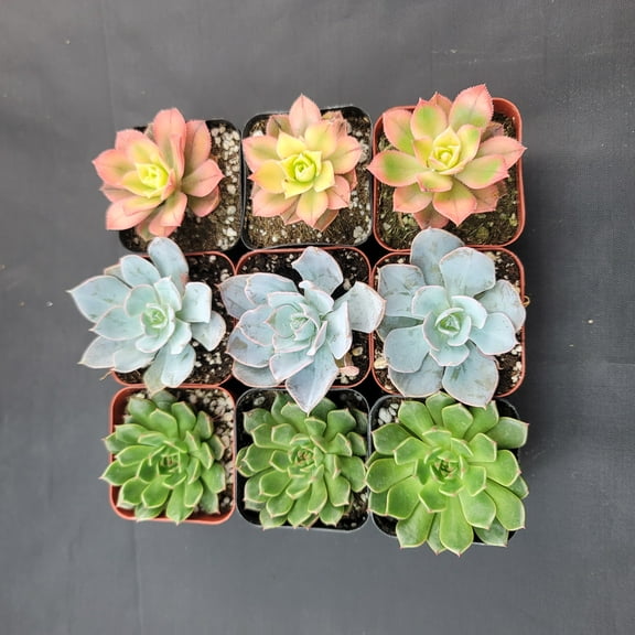 2" - 9 Pack - Assorted Succulent Favors Collection - Wedding, Party Favors, Bridal Shower, Baby Shower, Arrangements