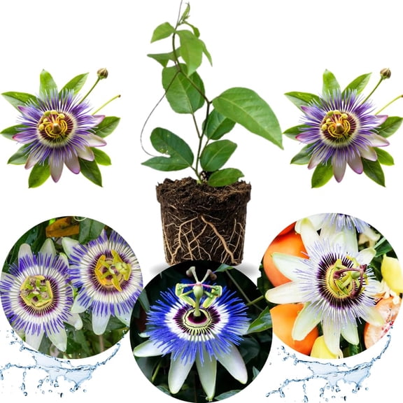 2 Abundant Bloom Blue Passion Flower Plants Live, Passiflora Live Plant for Trailing, Climbing Trellis Outdoor, 5-9" in Tall, Perennial, Fragrant