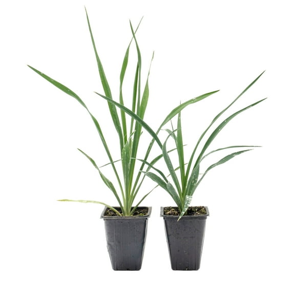 2 Adam’s Needle Yucca in 3.5" Nursery Cubes | Yucca filamentosa | Hardy, Architectural Evergreen with Sword-Like Leaves & White Flowers | Ready-to-Plant Live Plants Xeriscape Accent