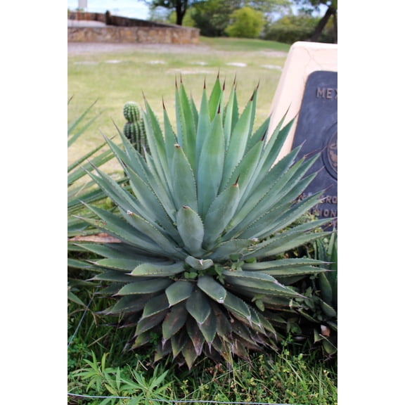 2 Agave "Blue Glow" in a 3.5" pot