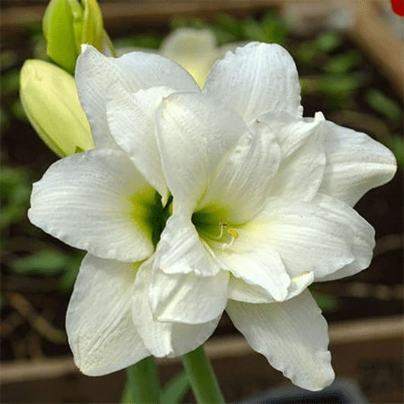 2 Alasca Amaryllis Bulb, Nice size bulb!. Great for Winter Forcing! Wonderful and unique gift!