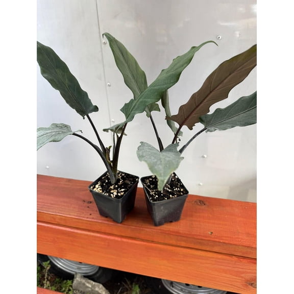2 Alocasia Lauterbachiana Purple Sword Elephant's Ear Plants Rare Tropical Plant Tree Aroid Houseplant 4"Pot, No Ship CA