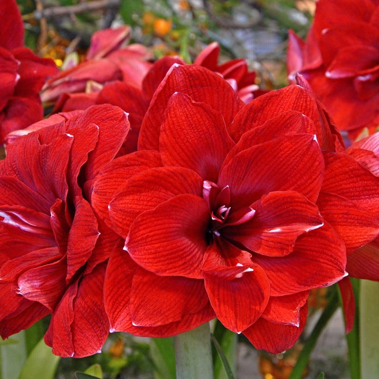 2 Amaryllis Bulbs Bulk Amaryllis Bulbs For Sale Amaryllis Bulbs For
