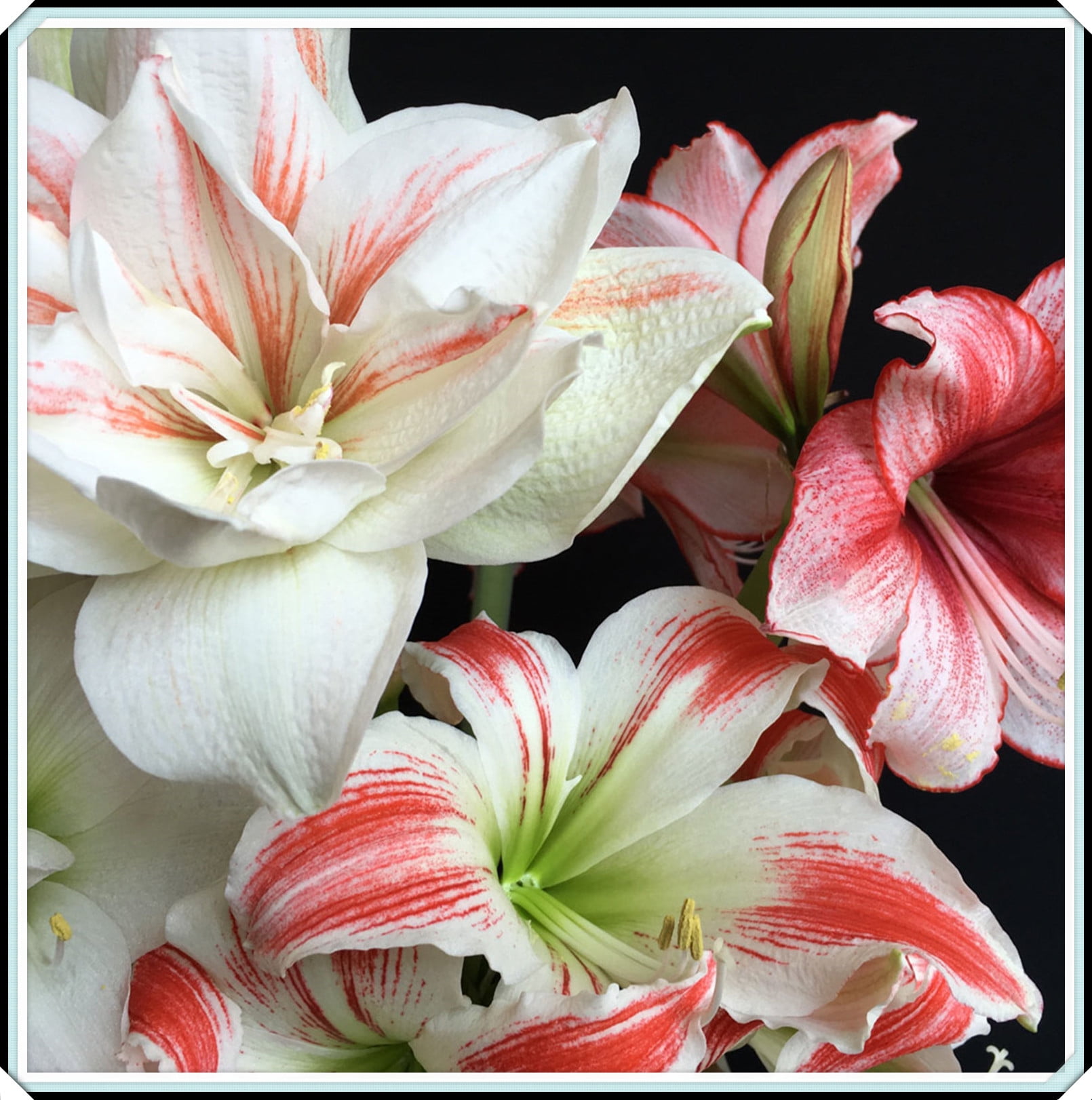 2 Amaryllis Bulbs Bulk Beautify Horticulture and Planting Professional