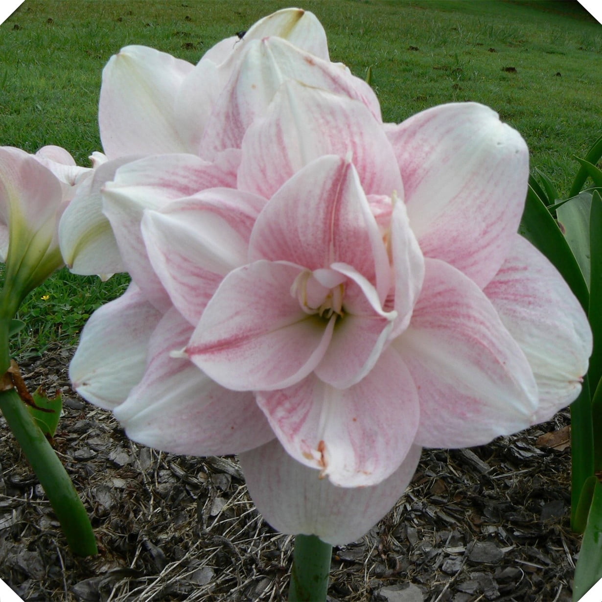2 Amaryllis Bulbs BulkHorticulture and Planting Professional Planting
