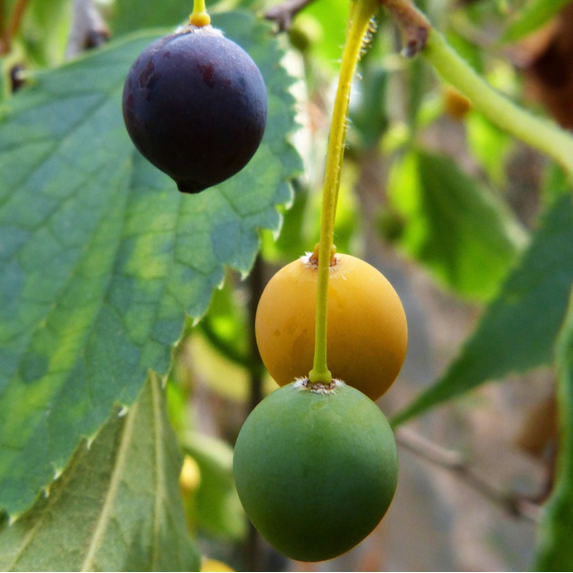 2 American Hackberry Live Trees, Bare Root Hackberry Seedlings 1–2 Ft ...