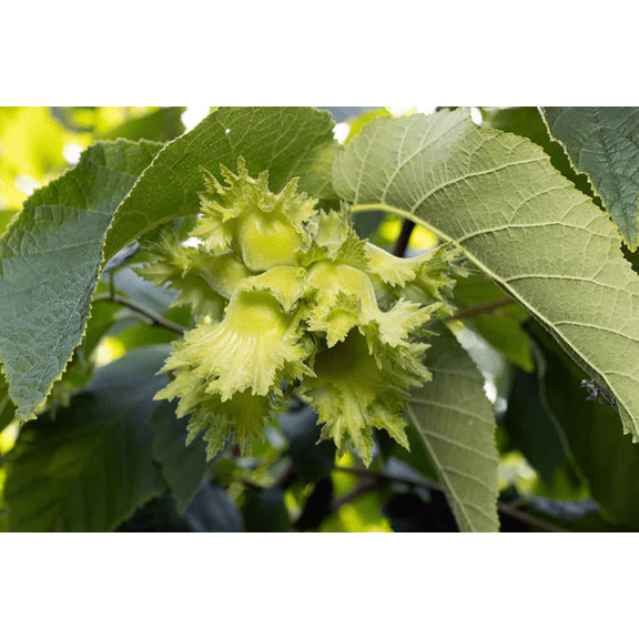 2 American Hazelnut Tree Corylus americana Sweet Nut Trees 6-12"Tall 4"Pot, No Ship OR, Dormant in Winter