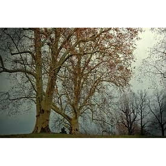 2 American Sycamore Trees Bareroot 18-24"