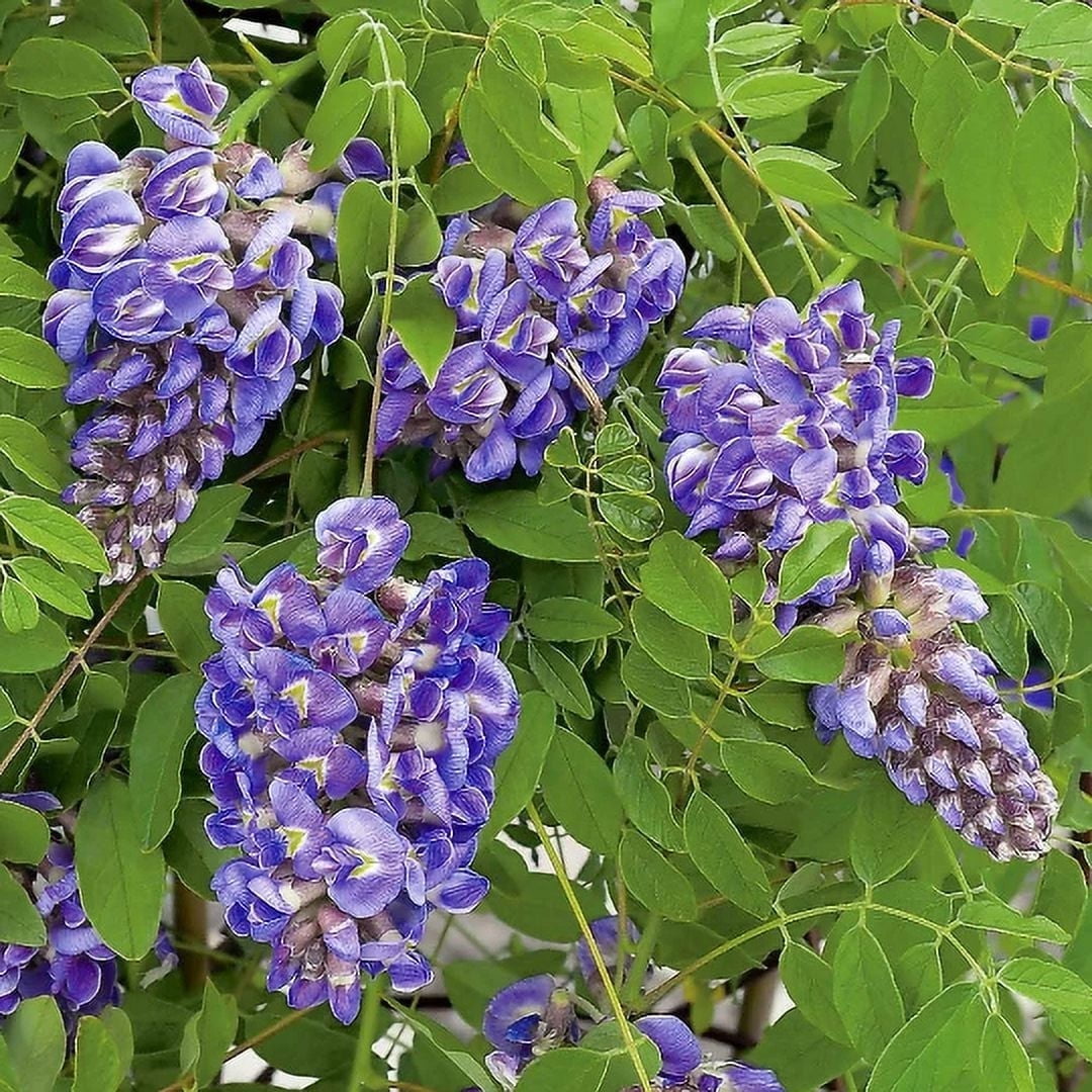 2 Amethyst Falls Wisteria Vine - Live Plants -in 4 inch cups - Walmart.com