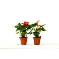 thumbnail image 1 of 2 Anthurium Variety Pack - 4" Pots, 1 of 1