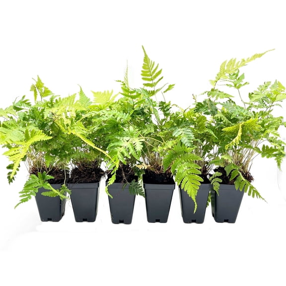 6 Autumn Fern – Evergreen Perennial Shade Fern with Arching Coppery Fronds for Woodland Shade Borders & Containers (Dryopteris erythrosora ‘Autumn’) in 3.5” Cubes, Live Plants