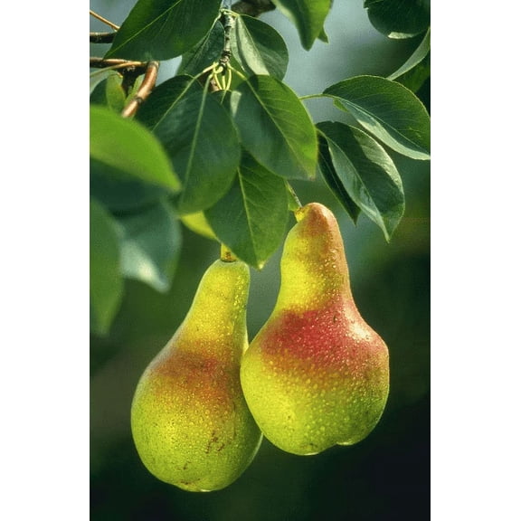 2 Ayers Pear Trees Bareroot 2-3 feet tall--Sweet, Blushing Fruit--A southern Favorite!!