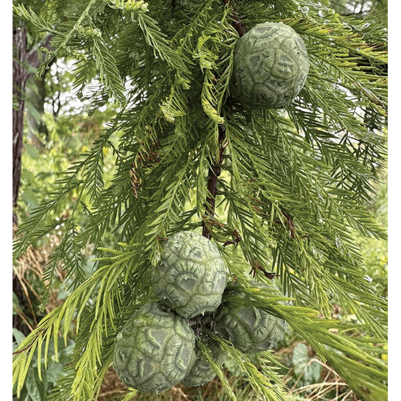 2 Bald Cypress Trees Live Plants Bare Roots Dormant, Taxodium Distichum Seedlings 6-12 Inch Tall for Growing, Winter Hardy