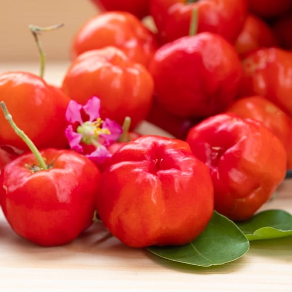 2 Barbados Cherry Tree, Edible Cherry Fruit Tree, Tropical Fruit Plant, 4-7 Inch Tall, Ready to Grow