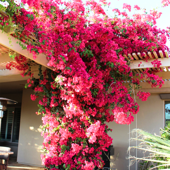 2 Barbara Karst Bougainvillea Plants Live, 4-8 Tall Flowering Bougainvillea Vines, Tropical Climbing Plants for Garden or Containers, No Pot