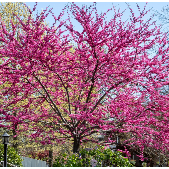2 Bare Roots Redbud Trees Seedlings Live Plants, 9 Months Old Dormant Eastern Red Bud Plant for Planting, No Leaf, 6-12" in Tall