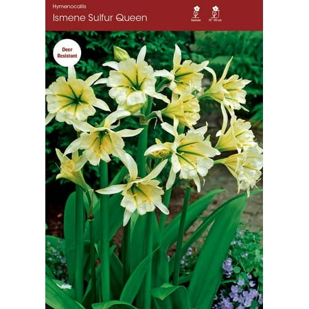 2 Bareroot Ismene Sulfer Queen Lily/ Spider Lily
