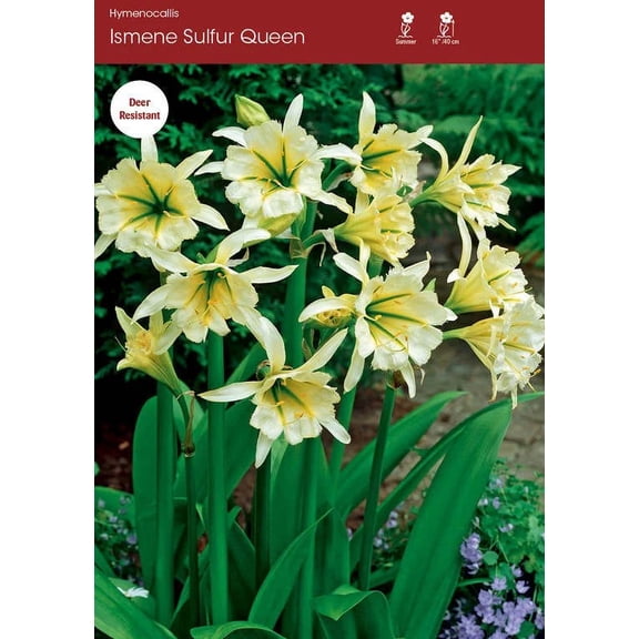 2 Bareroot Ismene Sulfer Queen Lily/ Spider Lily