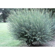 2 Basket Willow Bush Cuttings -Salix purpurea - Prized for Branches to Make Willow Baskets - A Short Thick Shrub Makes it Great for Privacy Screen - Streamco Willow Bush