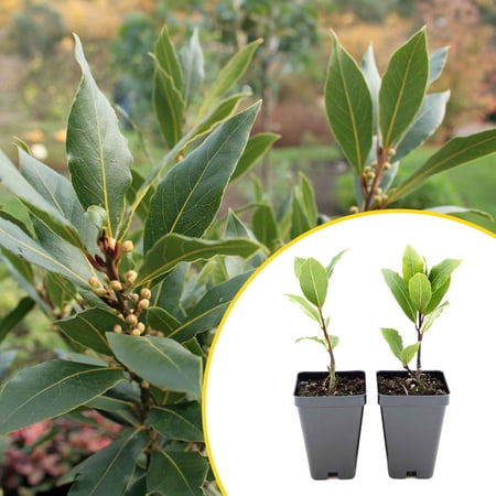 2 Bay Laurel (Laurus nobilis) – Aromatic Edible Evergreen Tree or Shrub for Hedges & Culinary Use | 3.5” Nursery Cubes,Live Starter Plants