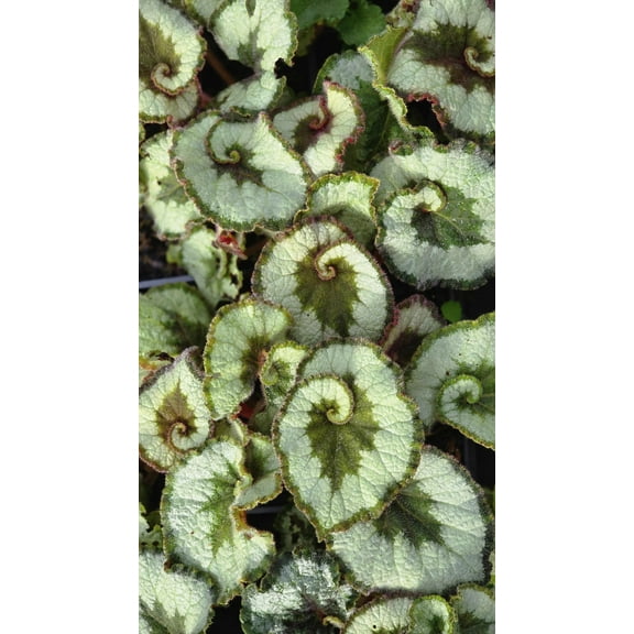 2 Begonia Rex 'Escargot' Plants in 3.5" Pots