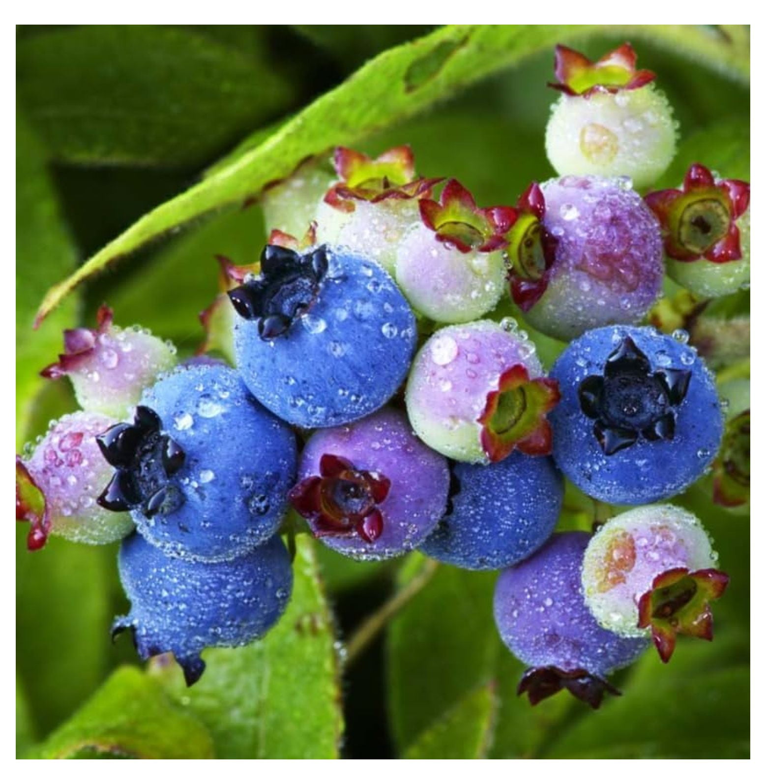 2 Biloxi Blueberry Plants Live, Blueberry Trees Live Plant, Blueberry