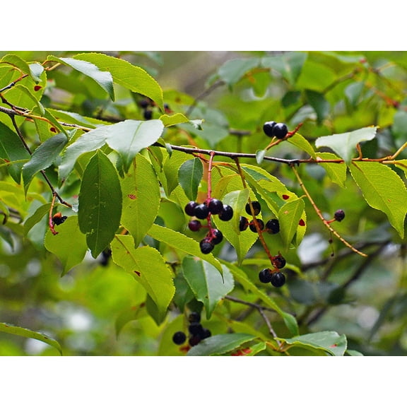 2 Black Cherry Tree Seedlings to Plant