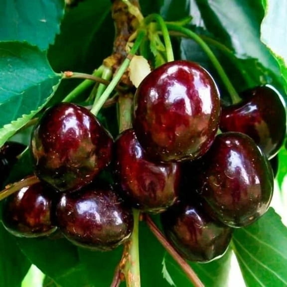 2 Black Cherry Trees Live Plant, Sweet Cherry Plant Live Fruit Tree, Bareroots Dormant 12-18" Height, Wild Black Cherry Tree Plant for Planting