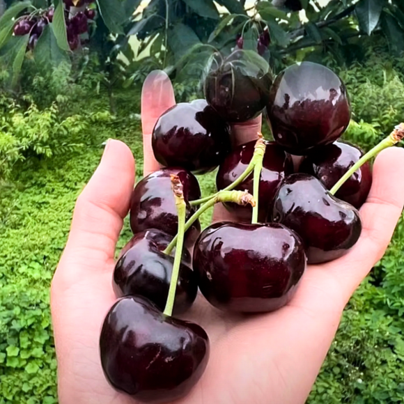 2 Black Cherry Trees Live Plants for Planting, Sweet Cherry Plants Live, Bareroots 1.5-2 Feet Tall, Dark Purple Black Cherry Fruit, No Leaves, Dormant