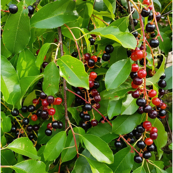 2 Black Cherry Trees Live Plants, Sweet Cherry Plants Live Fruit Tree 3-4 Feet Tall, Bare Root Dormant for Outdoor Planting