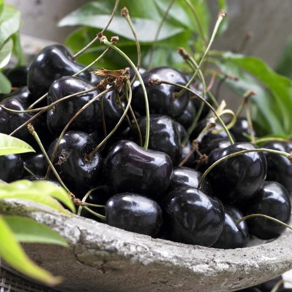 2 Black Cherry Trees, Sweet Cherry Fruit Tree, Bareroots, Dormant 1-1.5 Feet, Wild Black Cherry Tree for Planting
