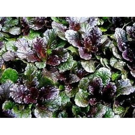 2 Black Scallop Ajuga reptans in 3.5 Inch Pots