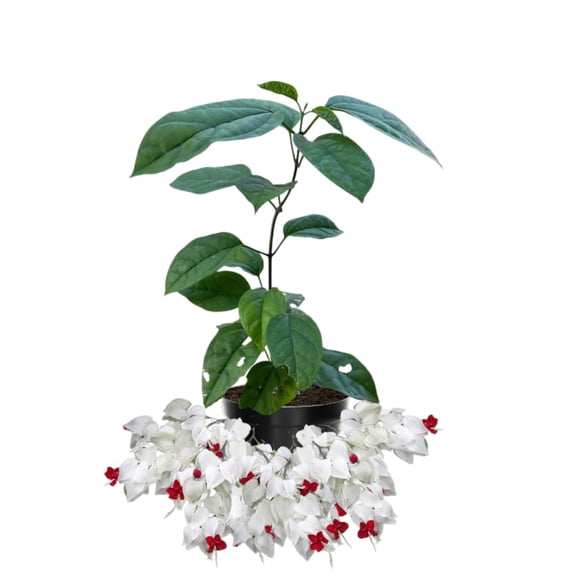 2 Bleeding Heart Live Plants, 5-9 Inches, Clerodendrum Bleeding Heart Vine, Bell Shaped Flowers Well Rooted (White Bleeding Heart)