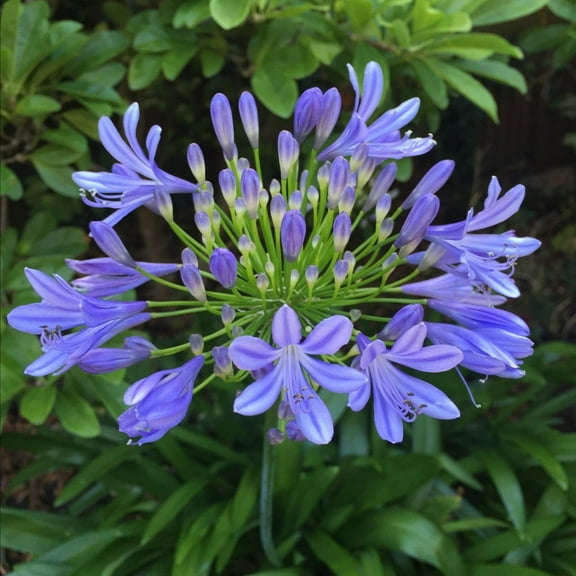 2 Blue Agapanthus African Live Plant, Live Agapanthus African from 4 to 8 Inch, Ideal for Outdoor Growing