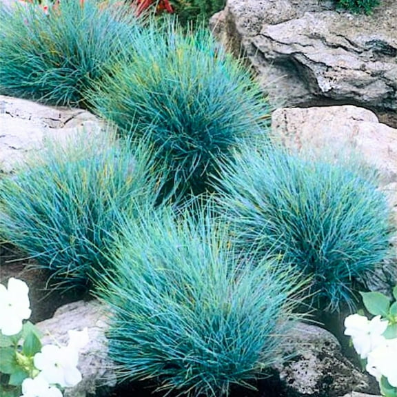 2 Blue Fescue Grass Plants Live for Planting, 4" Pot, Blue Fescue Ornamental Grass Live Plants