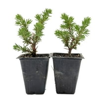 2 Blue Pacific Shore Juniper in 3.5" Nursery Cubes | Juniperus conferta | Low-Growing Evergreen Shrub for Groundcover and Landscaping| Ready-to-Plant Live Outdoor Starter Plants