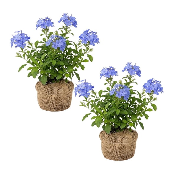 2 Blue Plumbago Live Plant 4-8 Inches Tall, Blue Plumbago Plants, Perennial Flowers Plants for Your Garden, No Pot