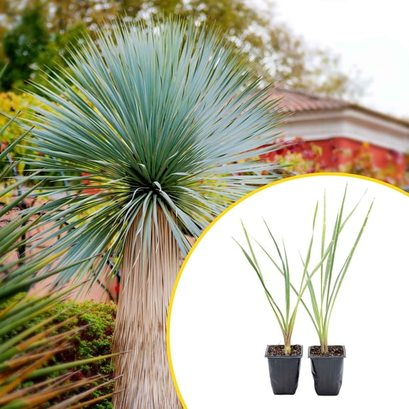 2 Blue Yucca Succulents, Live Plants in 3.5" Cubes (Yucca rigida) Powder-Blue Evergreen Succulent with Sword-like Architectural Shape for Xeriscaping, Containers, Rock Gardens & Landscaping