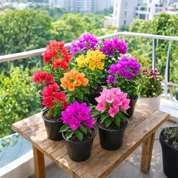 2 Bougainvillea Live Plants, Tropical Bougainvillea Flowering Vine, Fast Growing Outdoor and Container Plant, 4-8'' Tall (Mix Colors)