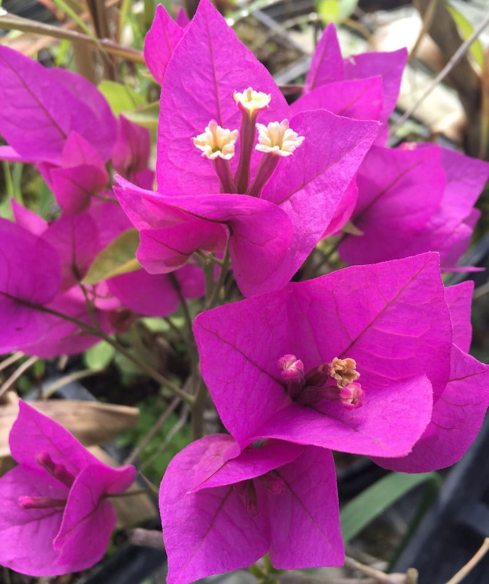 2 Bougainvillea – ‘Royal Purple’ in 4 inch pots
