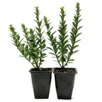 2 Boxleaf Euonymus in 3.5" Nursery Cubes | Euonymus japonicus ‘Microphyllus’ | Dwarf Evergreen Shrub for Hedges, Borders & Topiary | Ready-to-Plant Live Starter Plants