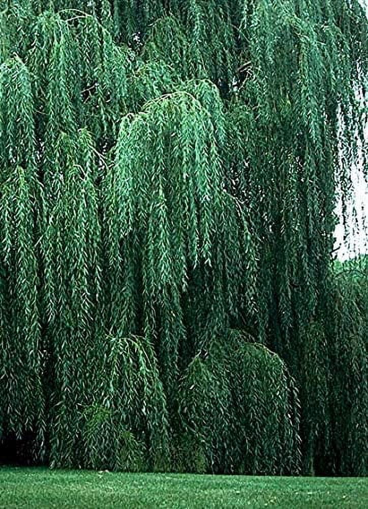2 Bright Green Weeping Willow Cuttings, Grow 2 Trees Wisconsin