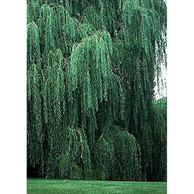 2 Bright Green Weeping Willow Cuttings, Grow 2 Trees Wisconsin Weeping Willow Root Stock