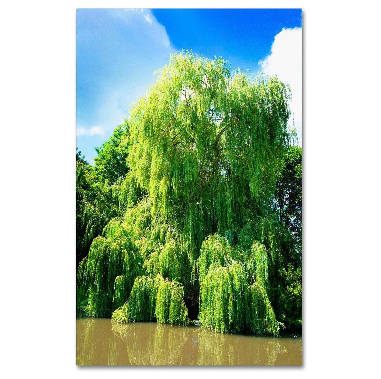 2 Bright Green Weeping Willow Cuttings, Grow 2 Trees Wisconsin Weeping Willow Root Stock