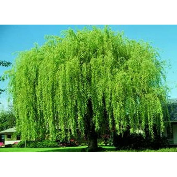 2 Bright Green Weeping Willow Cuttings - Vibrant Green Wood and Leaves