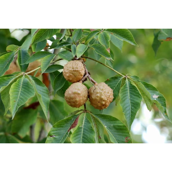 CZ Grain 2 Buckeye Ohio - Aesculus Glabra Tree Seeds