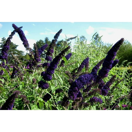 2 Buddleja "Black Knight" Butterfly Bush---attracts bees, butterflies, hummingbirds 3.5 inch container