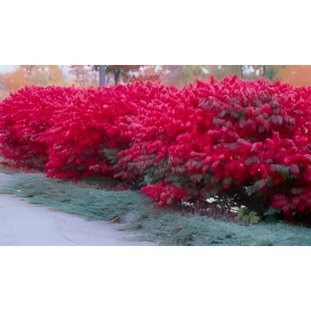 2 Burning Bushes Bareroot