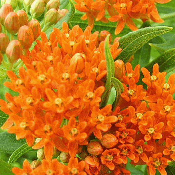 2 Butterfly Milkweed Plants Live, Asclepias Tuberosa Plant, Orange Milkweed Flower Plant for Planting Indoor Outdoor Garden